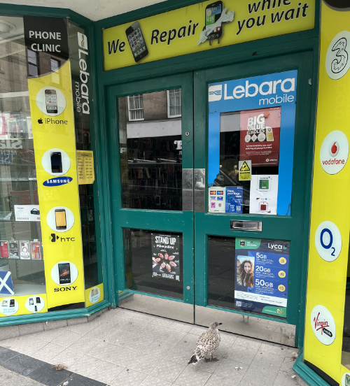 Seagull waiting for shop to open
