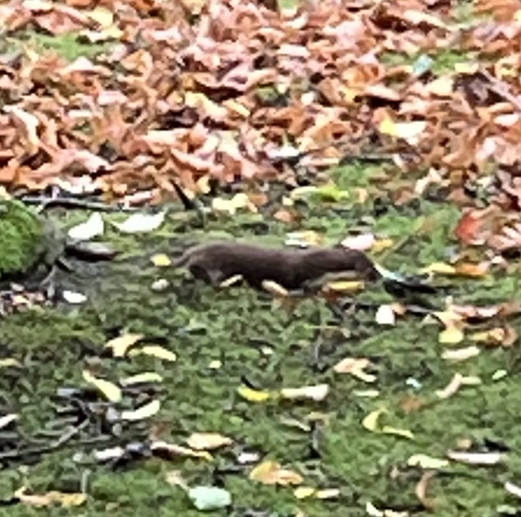 Stoat 