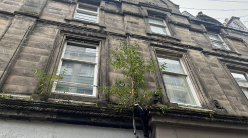 Trees in Buildings